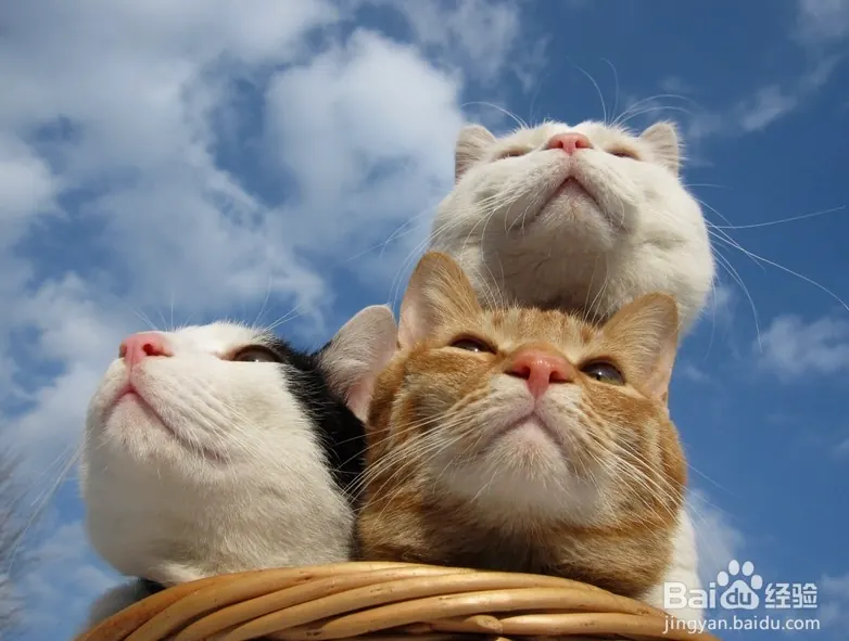 猫咪拆家怎么办？家具保护与行为引导示意图