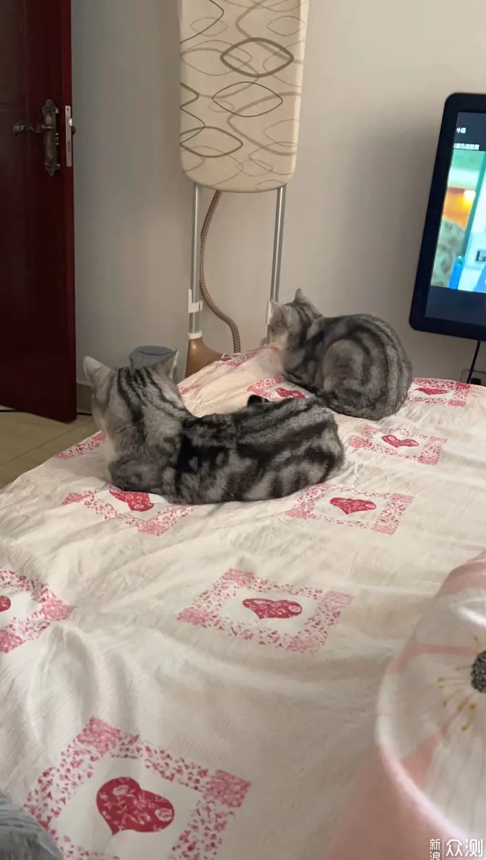 猫咪睡觉的位置说明什么？示例图