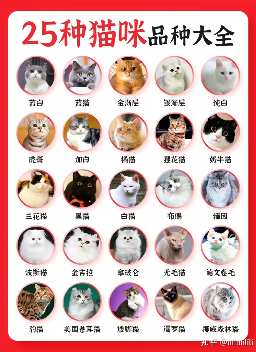中华田园猫的优点：本土猫的独特魅力示例图