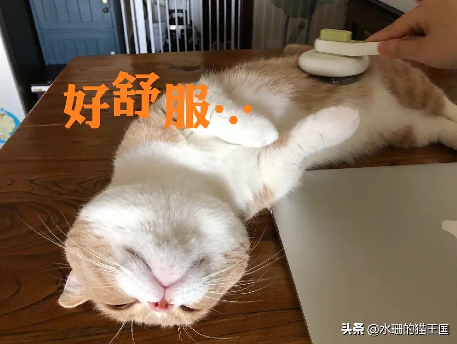猫咪猫咪基础配图4
