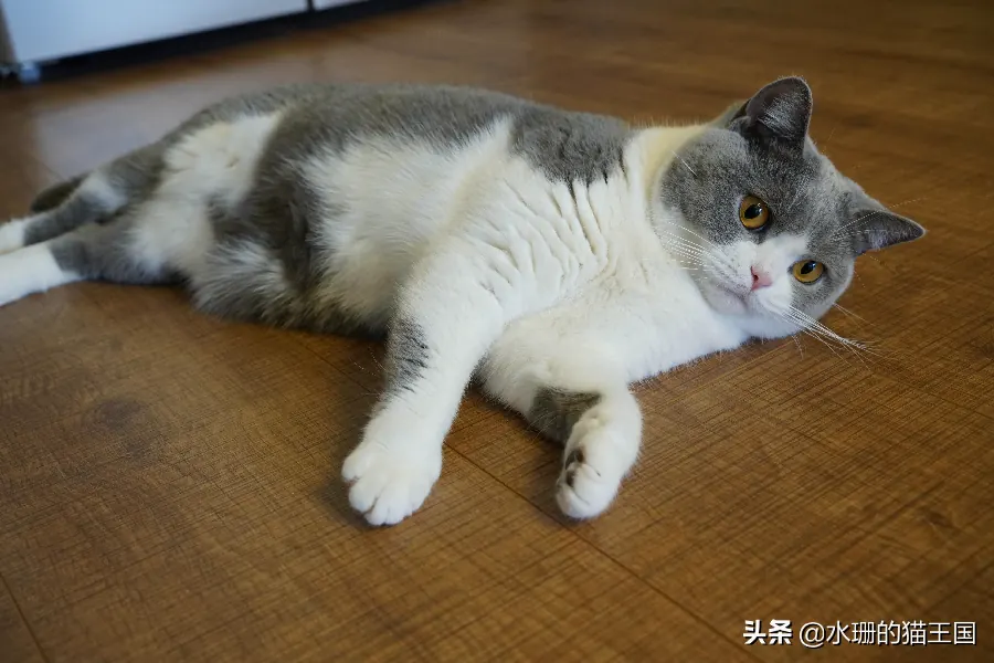猫咪为什么爱待在高处？领地与安全感示例图