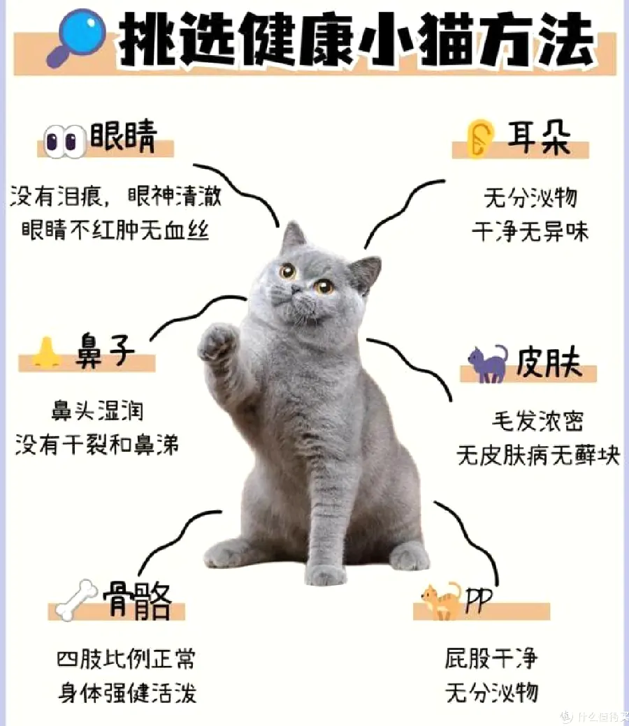 猫咪猫咪健康配图7