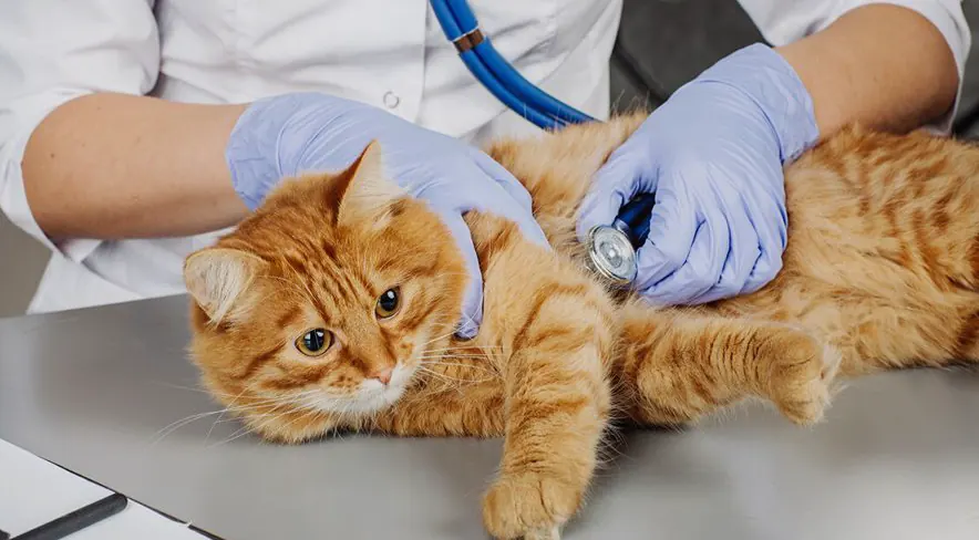 猫咪泪痕怎么处理？眼睛分泌物的护理示意图