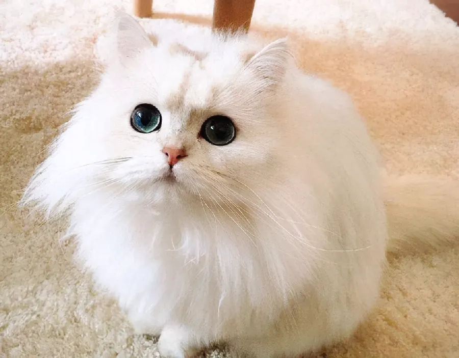 猫咪品种养护配图4