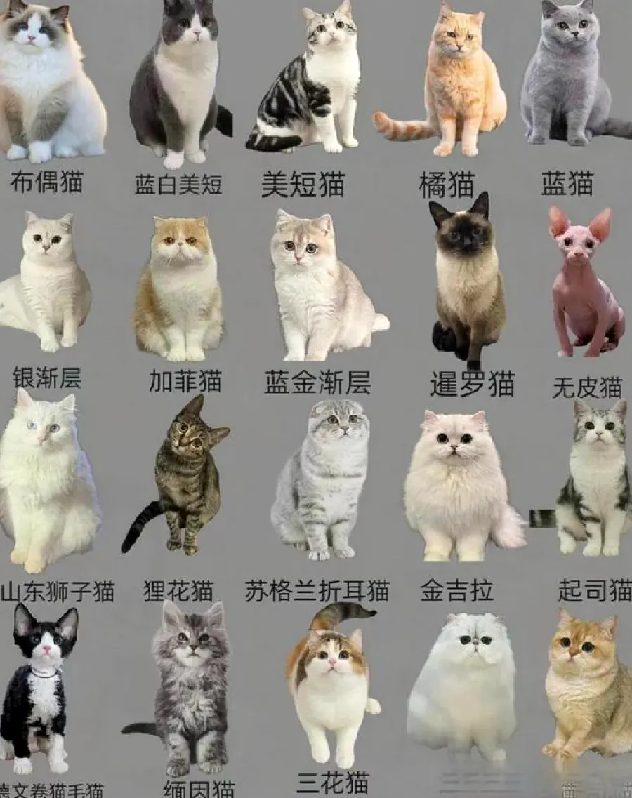 猫咪减肥怎么减？胖猫的科学瘦身