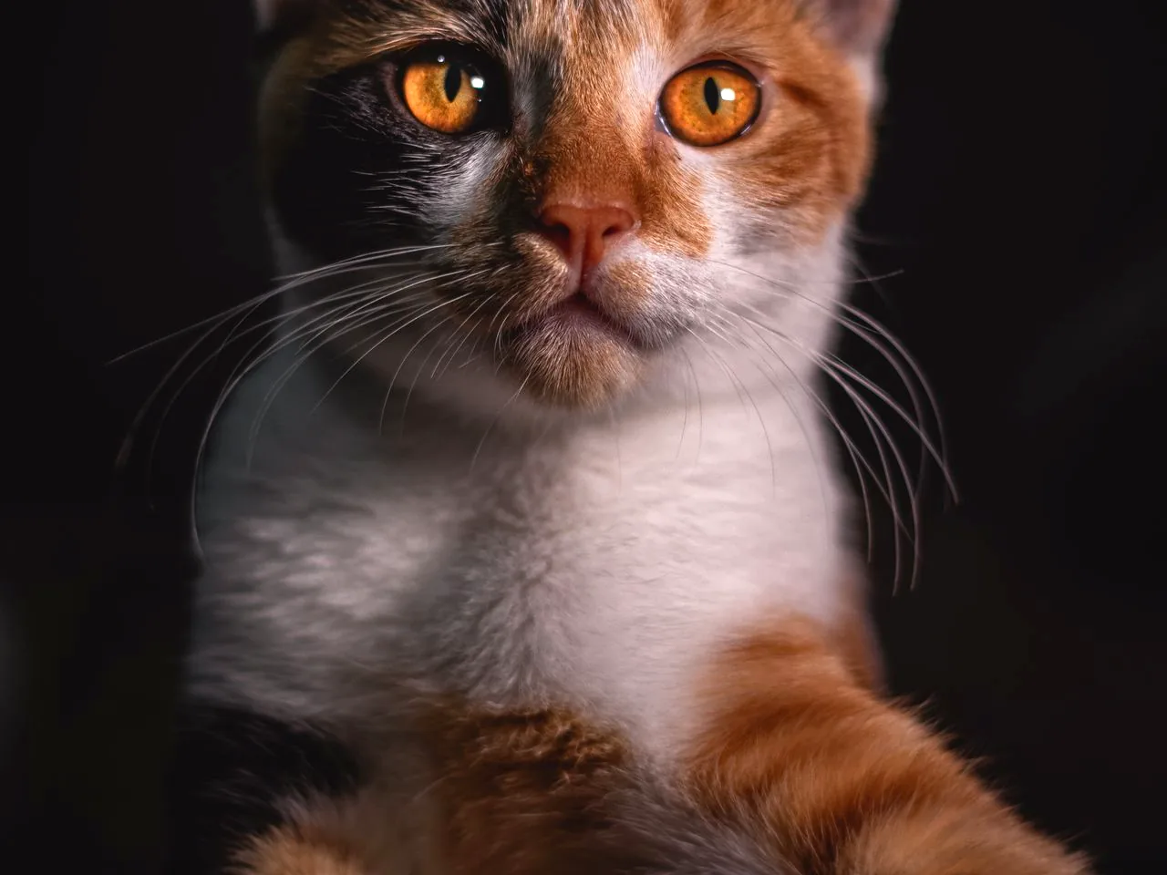 猫砂猫粮配图